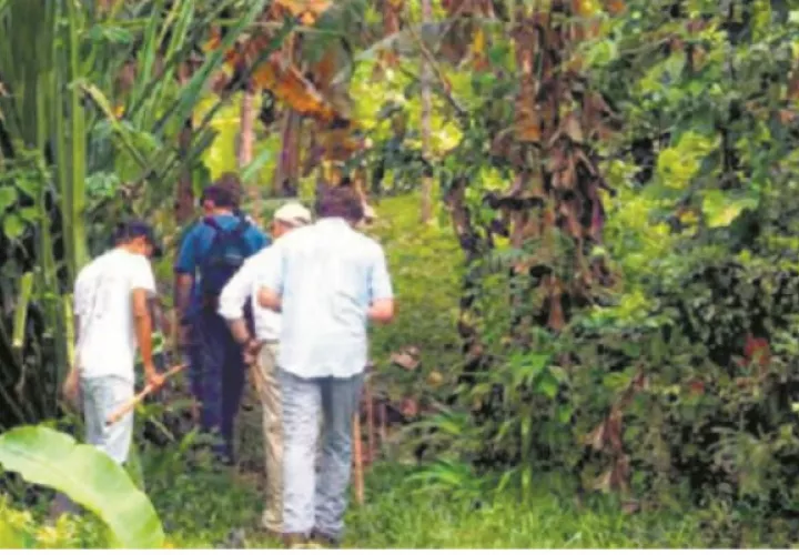 El tour del cacao, es uno de los atractivos que se ofrece en Bocas del Toro. Foto/ Oreba Chocolate