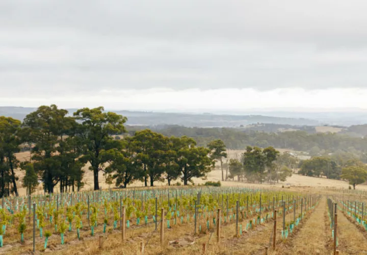 Productores australianos se cambian a viñedos de frente al sur para proteger a sus uvas del Sol. El Valle del Don. Foto/ John Laurie para The New York Times.