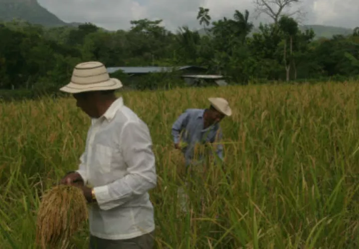 La provincia de Chiriquí registra el mayor porcentaje de siembra de arroz, seguida de Panamá Este y Los Santos.