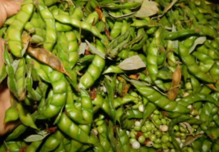 Guandú, producto más buscado. Archivo