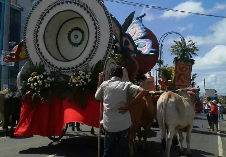 Yuntas de bueyes de Natá  son los encargados de guiar las carretas durante las festividades en La Chorrera. Cortesía