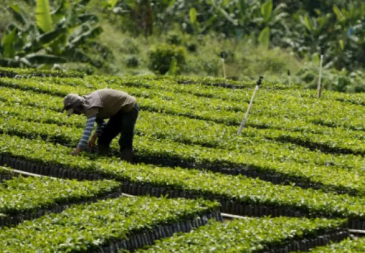 Según la FAO, la agricultura digital creará sistemas mucho más productivos y adaptables a los cambios.