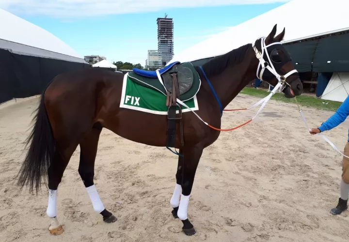 Fix preparándose para subir a la pista en Gulfstream Park.