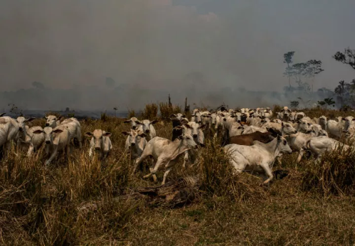 Vigilar el bosque tropical ya no es tanta prioridad bajo el presidente Jair Bolsonaro. En Rondônia, un rancho se extendió a la Amazonia. Foto/ Victor Moriyama para The New York Times.