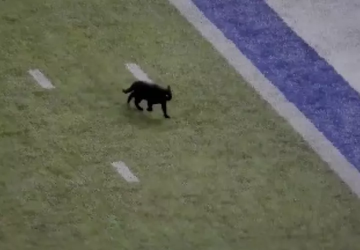 gato-negro-8_0.jpg