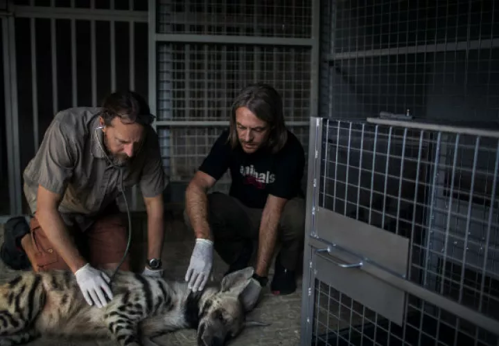 Ian Sayers, veterinario, y Jason Mier, de Animals Lebanon, examinan una hiena rayada en un zoológico privado. Foto/ Diego Ibarra Sanchez.