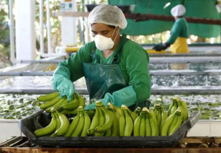 El Fosarium R4T hace que las plantas de banano y plátano se marchiten.
