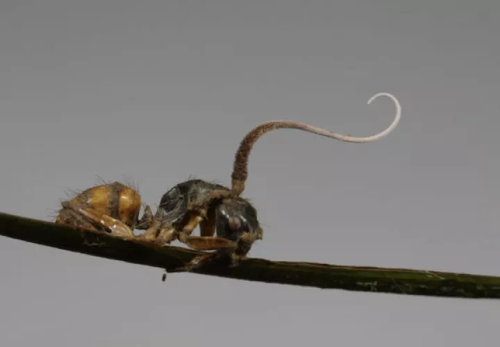 Un brote de Ophiocordyceps que crece de la cabeza de una hormiga carpintera en la Amazonia brasileña. Foto/ João Araújo.