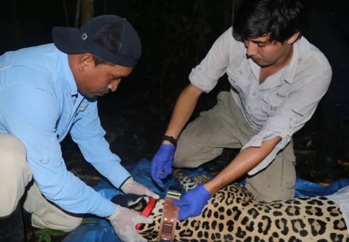 Se trata de una hembra darienita bautizada con el nombre de 'Chucunaque'. Foto: Cortesía