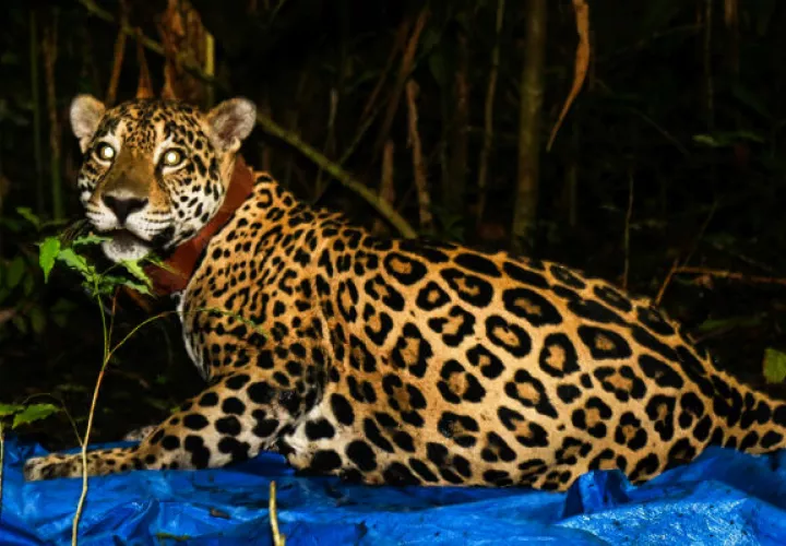 Hembra Jaguar con un dispositivo GPS colocado por la Fundación Yaguará Panamá.