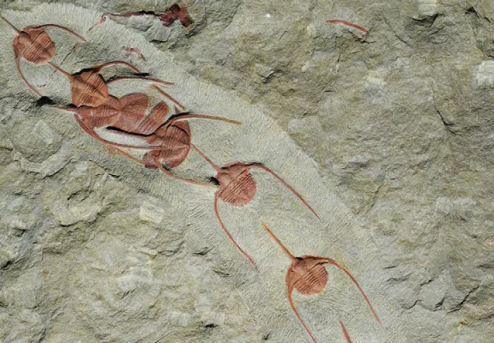 Ampyx priscus hallados en yacimientos de fósiles en Marruecos quizás iban en masa a zonas de desove. Foto/ Jean Vannier, Laboratoire de Geologie de Lyons.