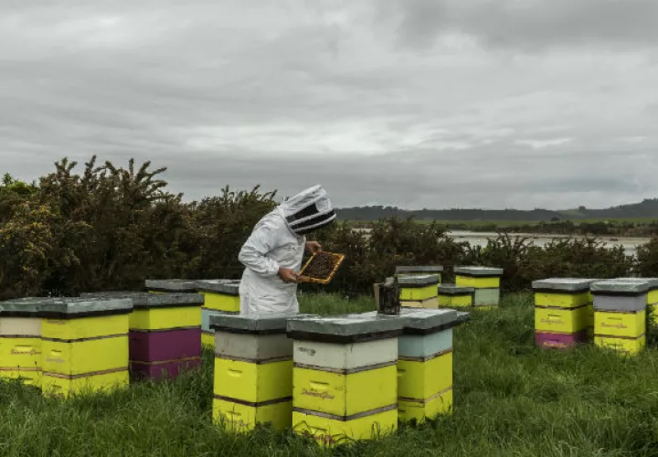Los fabricantes de miel de manuka en Nueva Zelanda están en una disputa con productores australianos por el derecho exclusivo a la marca. Foto/ Adam Dean para The New York Times.