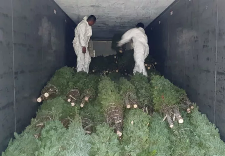 A Panamá ingresará un total de 46 mil árboles de Navidad. Foto/Cortesía Mida