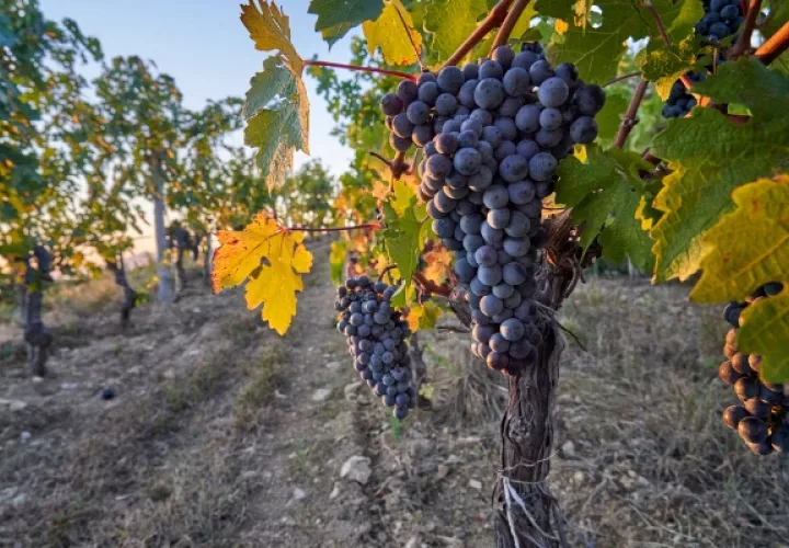 En China, se ha hecho vino de uva durante siglos. Hasta hace poco que los productores del país comenzaron a buscar una calidad más alta que pudiera gustar a los enófilos, principalmente en pequeña escala. Foto/Richard Haughton/Lafite.
