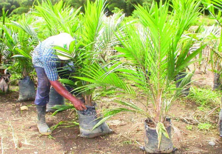 La producción nacional de palma aceitera está por las 25,000 hectáreas. Foto/Archivo