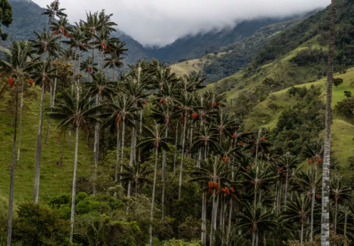 El bosque de palmas de cera del Quindío más grande del mundo crece en un cañón antes ocupado por las FARC. Foto/ Federico Rios Escobar.
