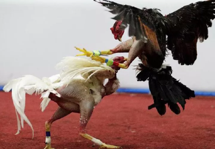 Dos gallos se enfrentan en un duelo a muerte.