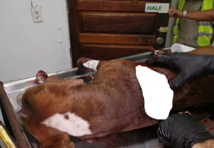 Hasta el momento no se tiene conocimiento por parte del Ministerio Público sobre los resultados de las investigaciones que adelantan por maltrato a los animales. Foto/José Váseuqez