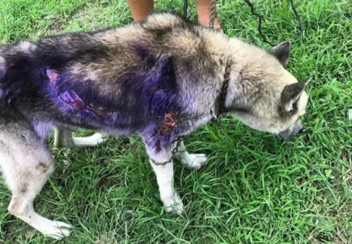 El canino resultó con quemaduras en su cuerpo. Foto: Mayra Madrid.