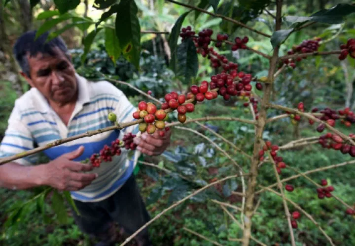 El ministro anunció la implementación de un plan de promoción de consumo de café a nivel nacional.