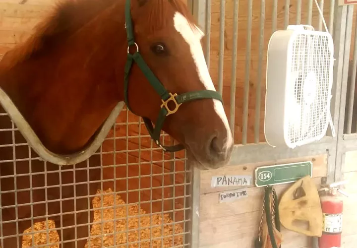 Pow,propiedad de Bartolomé Mafla H. en su pesebrera de Gulfstream.