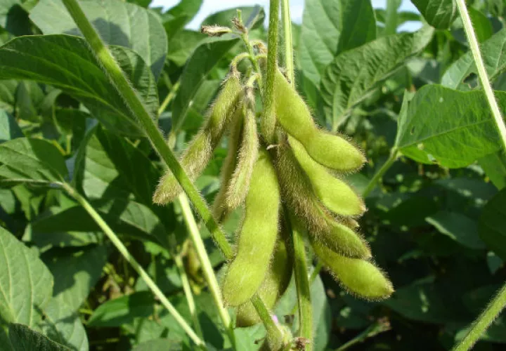 Sembradío de soya. Foto: Pixabay