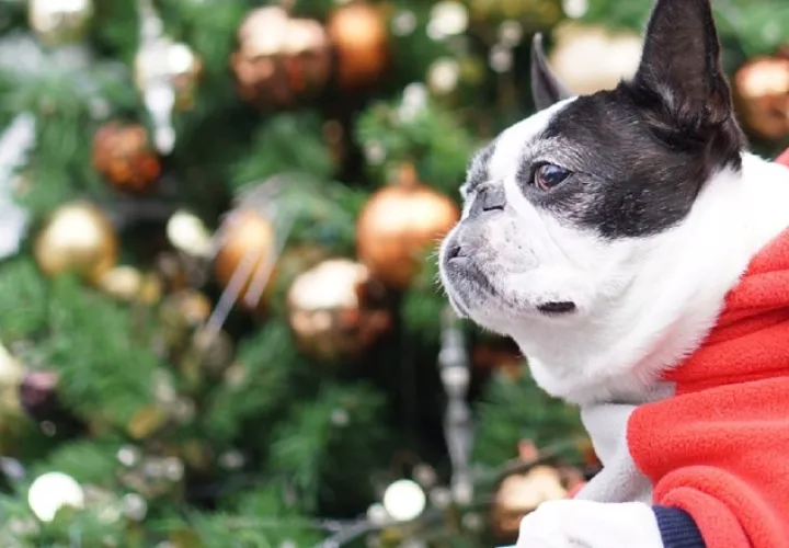 Mascotas sufren y se asustan con los fuegos artificiales.