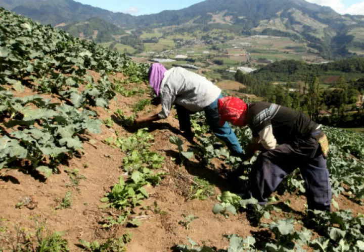 El IICA facilitará el proceso de asociaciones entre productores.