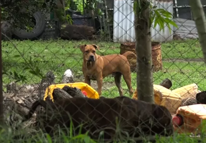 Al momento del ataque de los perros, el dueño no estaba en la casa. Foto: José Vasquez. 
