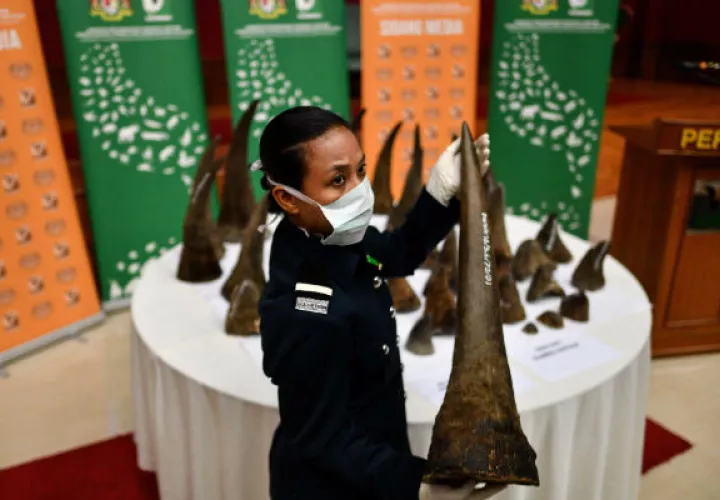 Élites en China y Vietnam regalan cuernos de rinoceronte. Cuernos decomisados en Kuala Lumpur el año pasado. Foto/ Manan Vatsyayana/Agence France-Presse — Getty Images.