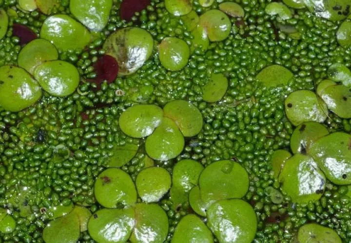 Son algas que crecen donde hay poco movimiento de las aguas. Foto: Diómedes Sánchez S.
