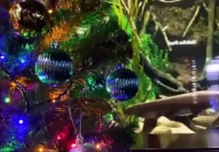 La anguila eléctrica, Miguel, enciende el árbol de Navidad cuando busca comida. Foto/Tomada de twitter: @EelectricMiguel 