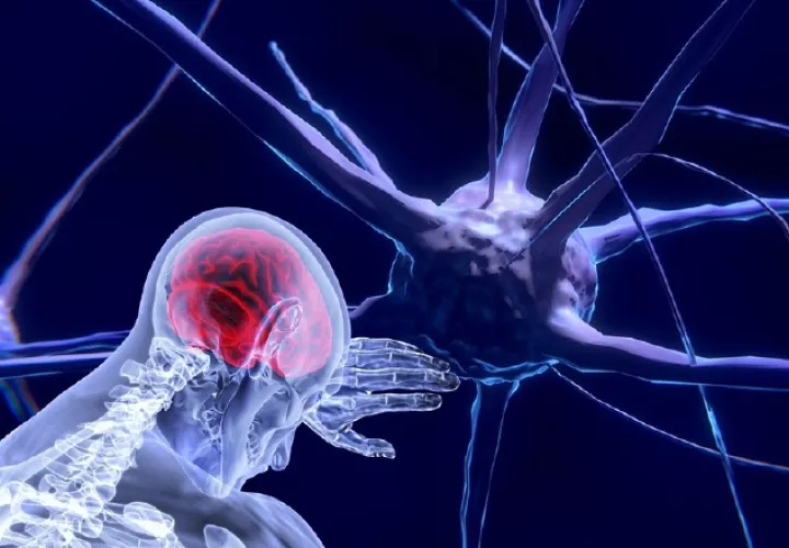 Al hablar de neurociencia se debe pensar más en el sistema nervioso.  Pixabay