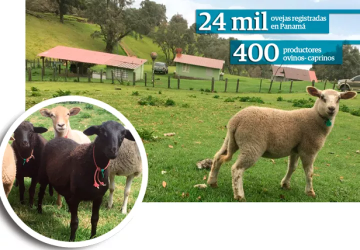 En Panamá, según la Asociación, existen alrededor de 200 productores ovinos y 200 caprinos a nivel nacional.