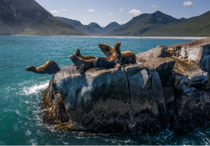 La Península de Kamchatka es hogar de diversidad de animales, que incluyen leones marinos, osos y orcas. Foto/ Sergey Ponomarev.