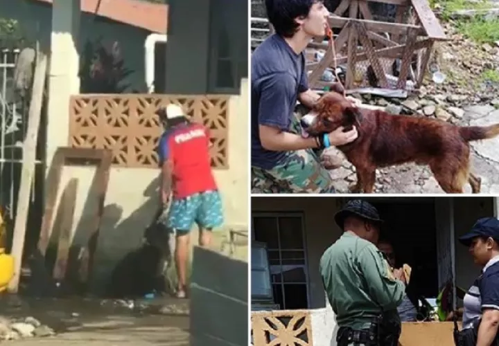 Los casos de maltrato animal van en aumento. ARCHIVO