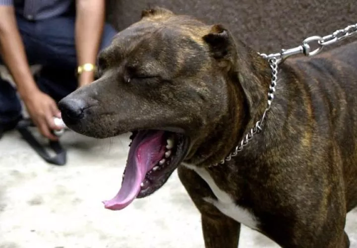 todos los animales tuvieron que ser abatidos debido al feroz ataque, que también dejó a un joven de 20 años herido después de que intentara socorrer al pequeño, aunque sin éxito. FOTO/AP