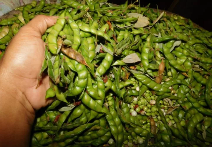 Este año las cosechas de guandú no se han visto afectadas por plagas y enfermedades.