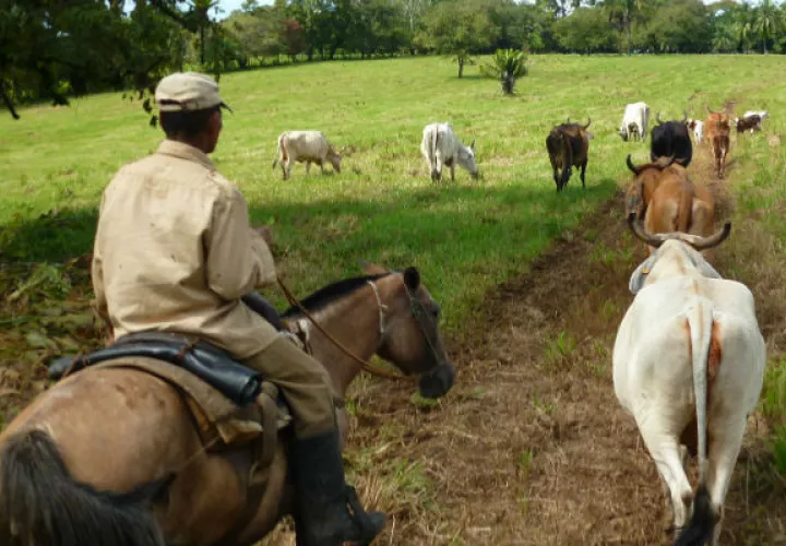 Uno de los programas del BDA sobre Rehabilitación de Productores Agropecuarios busca levantar un inventario de las operaciones que están en la cartera morosa y vencida por sucursal. 