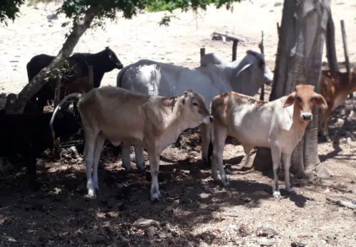 Los ganaderos advierten que por el clima los precios pueden caer. Foto: Thays Domínguez