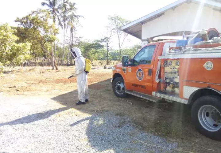 El año pasado se registró la muerte de un ciudadano por picada de abejas y se registraron más de 20 ataques a personas en los distritos de David, Bugaba, San Lorenzo y Alanje.