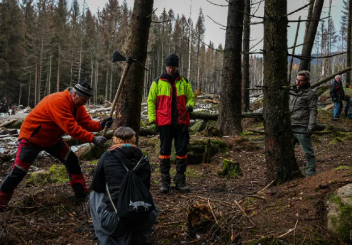 Bosques son fuente de inspiración en Alemania y la gente lucha por salvarlos. Olaf Eggert (centro), guardabosques, con voluntarios en siembra de árboles en Schierke. Foto/ Lena Mucha para The New York Times.