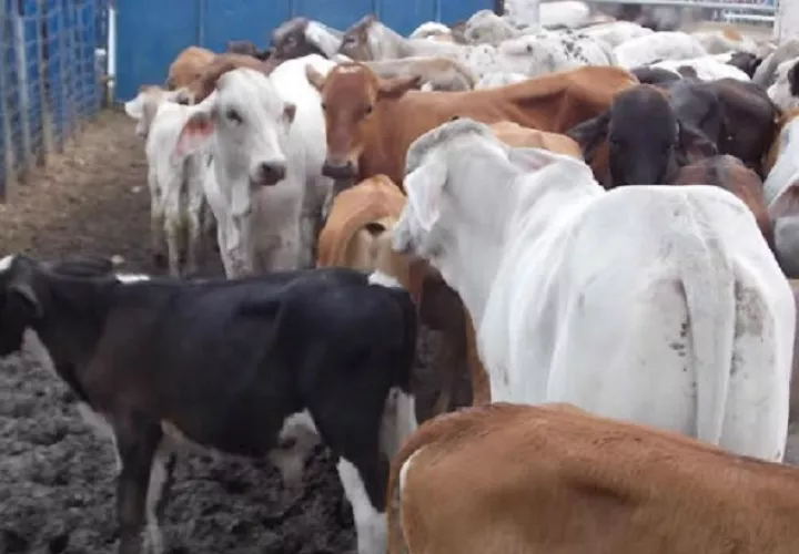 La carne en canal tiene un precio entre $3.80 a $4, de acuerdo con los ganaderos. Archivo
