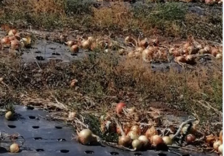 Se tiene programada para las 10:00 de la mañana en el Centro Post Cosecha en el corregimiento de Volcán en el distrito de Tierras Altas en la provincia de Chiriquí.