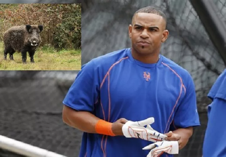 Céspedes  cayó en un hueco mientras intentaba huir del animal. 