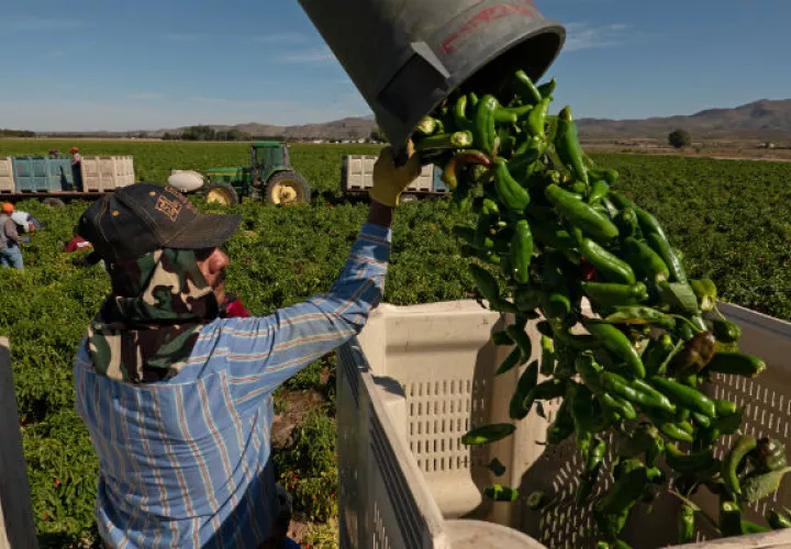 Políticas de inmigración más estrictas en EE. UU. han afectado la capacidad de granjeros de contratar a pizcadores. Foto / Ramsay de Give para The New York Times.