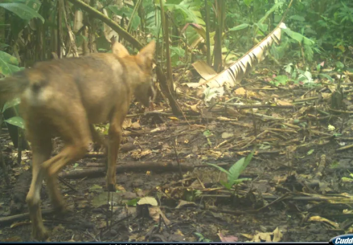Coyotes y zorros cangrejeros han colonizado el corredor agrícola entre Panamá y el lago Bayano.