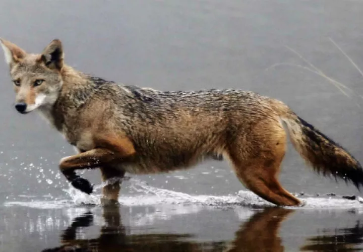 Un coyote camuflado entre la maleza en las faldas del volcán Irazú en Costa Rica. Foto: EFE.