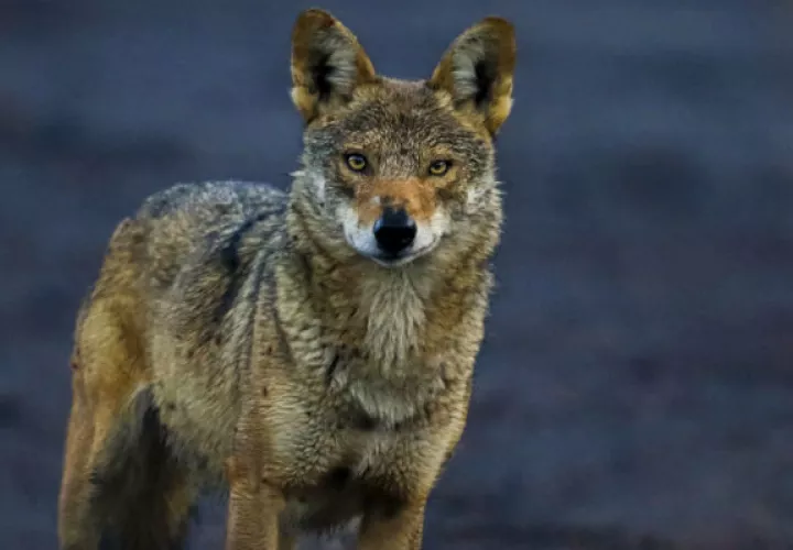 Un coyote camuflado entre la maleza en las faldas del volcán Irazú en Costa Rica. Foto: EFE.
