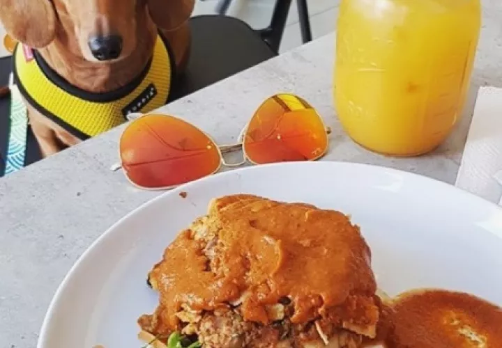 mascotas-_restaurantes.jpg